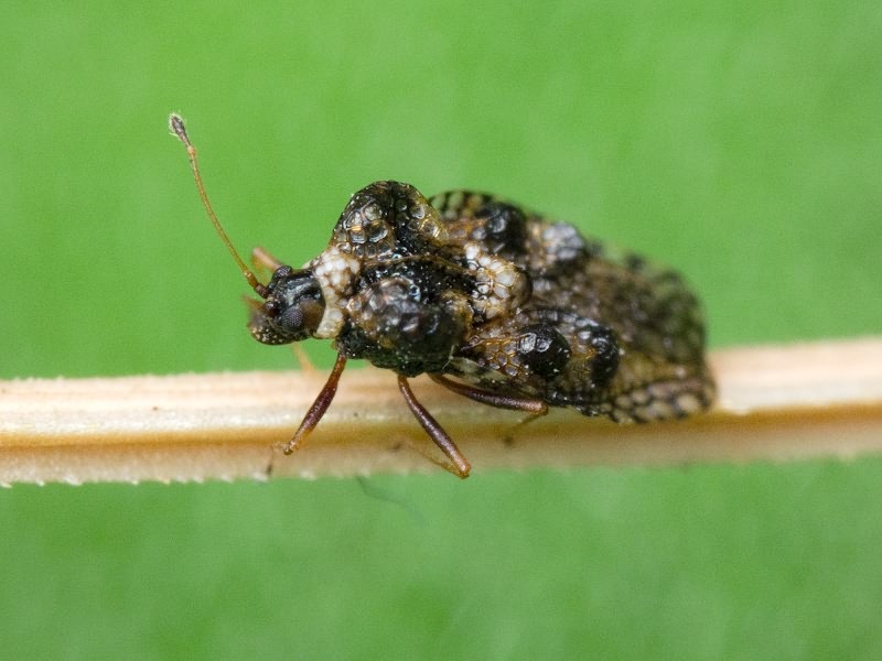 Dictyla rotundata (Herrich-Schäffer, 1835)